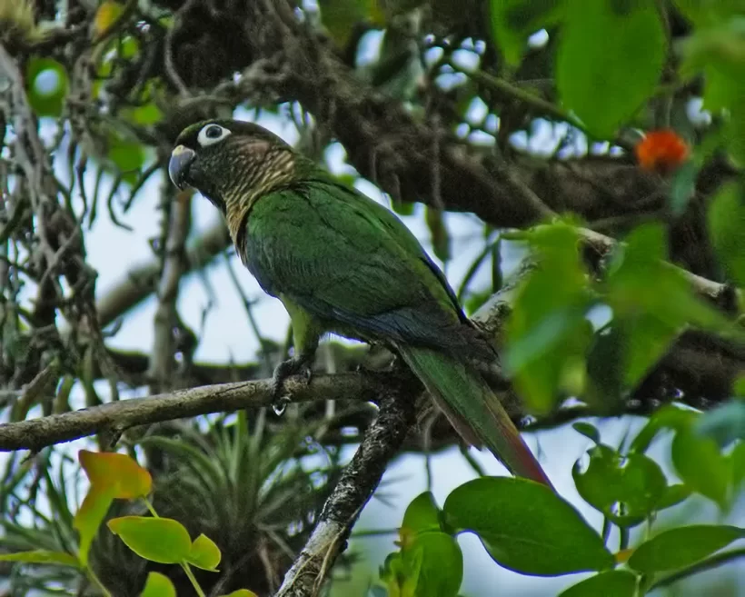 Tiriba-de-testa-vermelha
