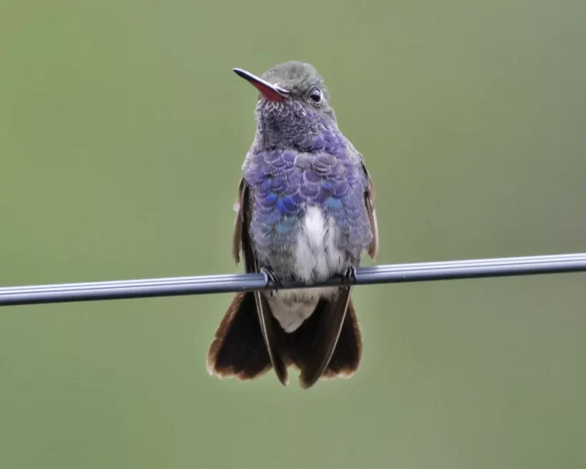 Beija-flor-de-peito-azul
