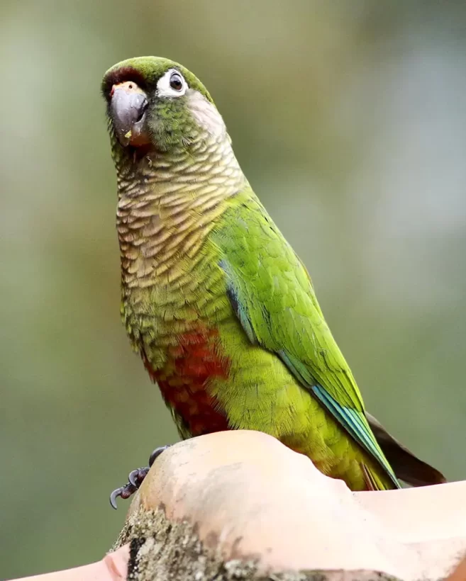 Tiriba-de-testa-vermelha