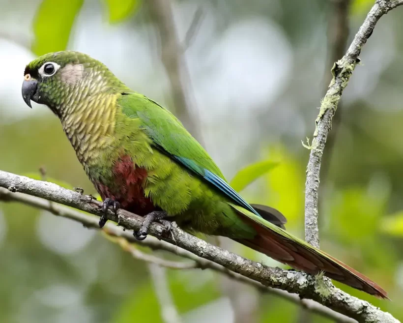 Tiriba-de-testa-vermelha