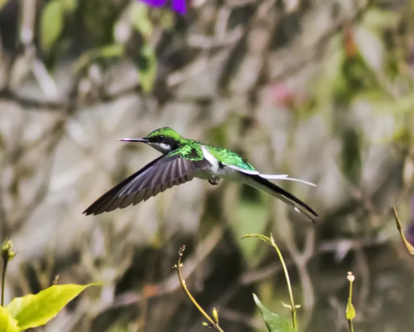 Beija-flor-de-bochecha-azul