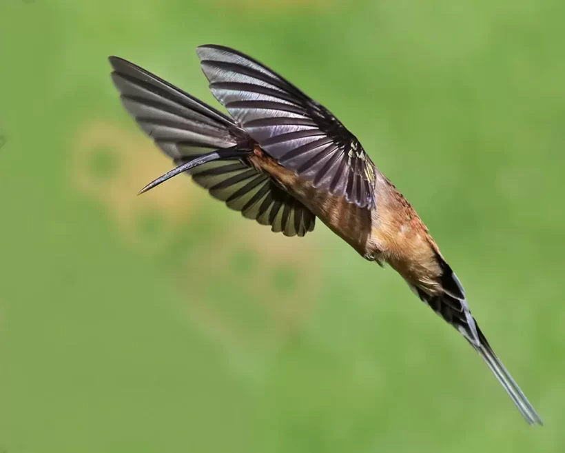 Rabo-branco-acanelado