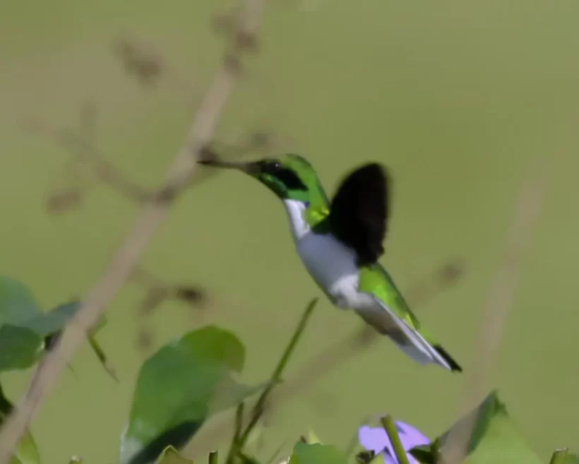 Beija-flor-de-bochecha-azul