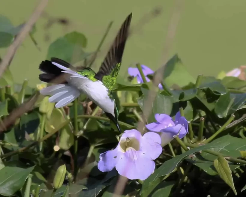 Beija-flor-de-bochecha-azul