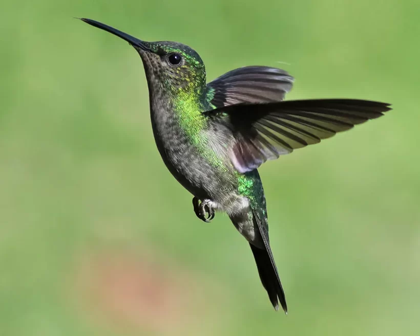 Beija-flor-de-banda-branca
