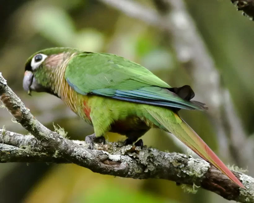 Tiriba-de-testa-vermelha