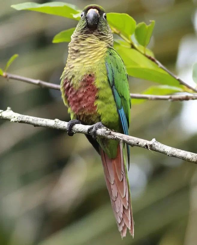 Tiriba-de-testa-vermelha