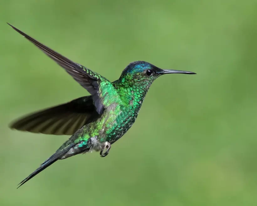Beija-flor-de-fronte-violeta