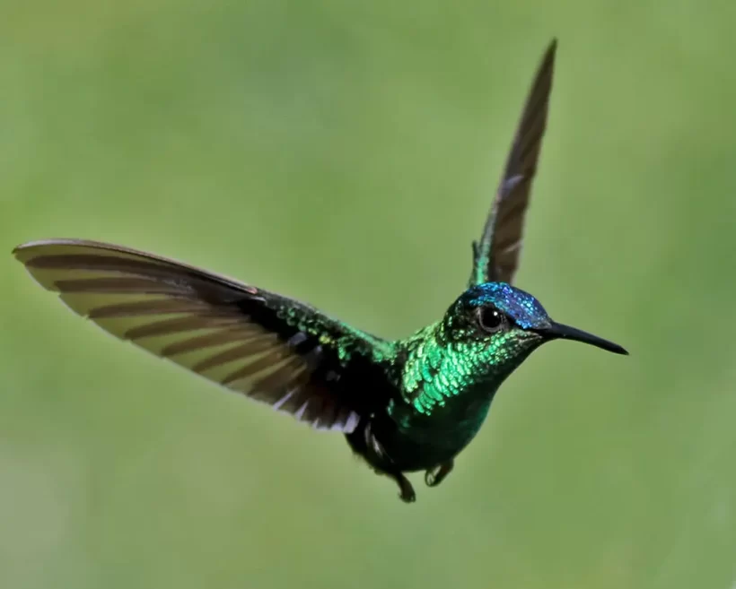 Beija-flor-de-fronte-violeta