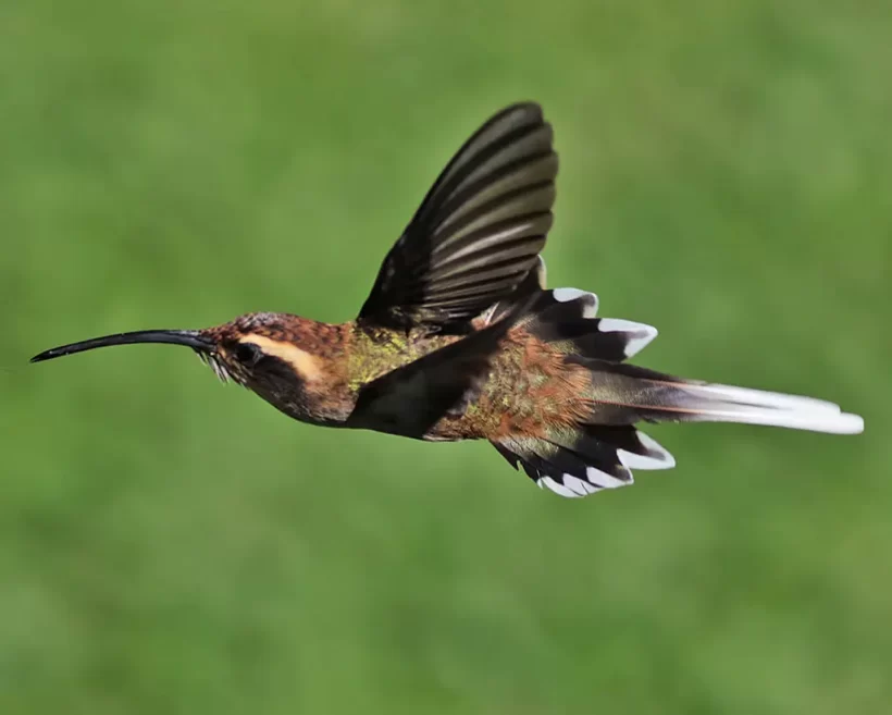 Rabo-branco-acanelado