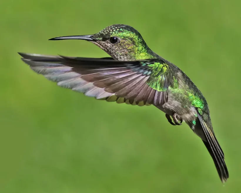 Beija-flor-de-banda-branca