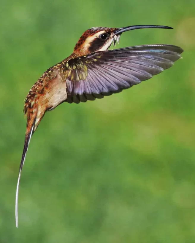 Rabo-branco-acanelado