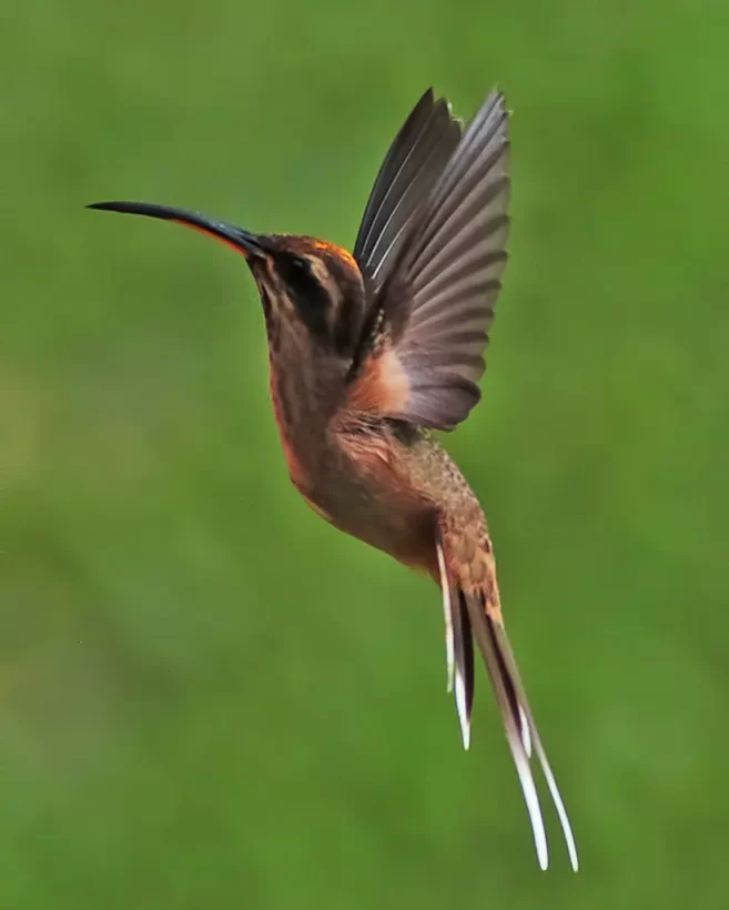 Rabo-branco-acanelado