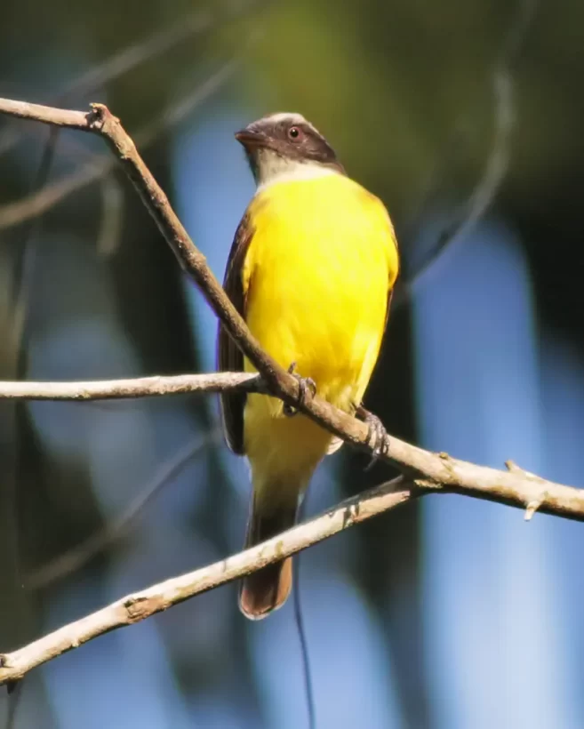 Bentevizinho-de-penacho-vermelho