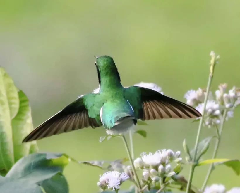 Beija-flor-de-bochecha-azul