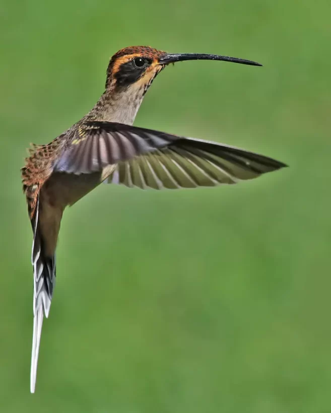 Rabo-branco-acanelado