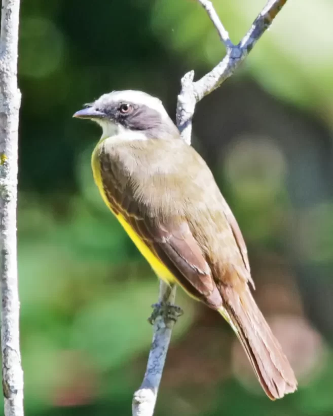 Bentevizinho-de-penacho-vermelho