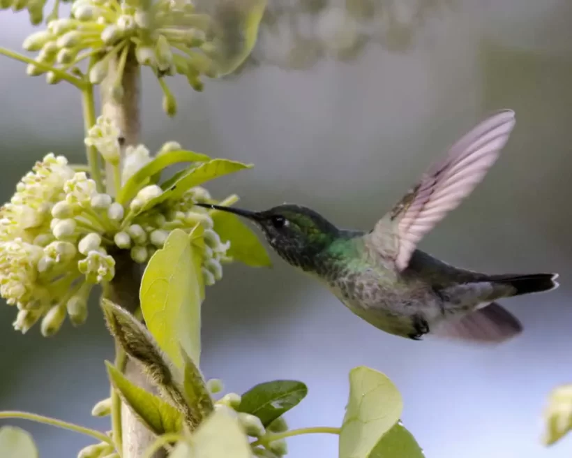Beija-flor-de-banda-branca
