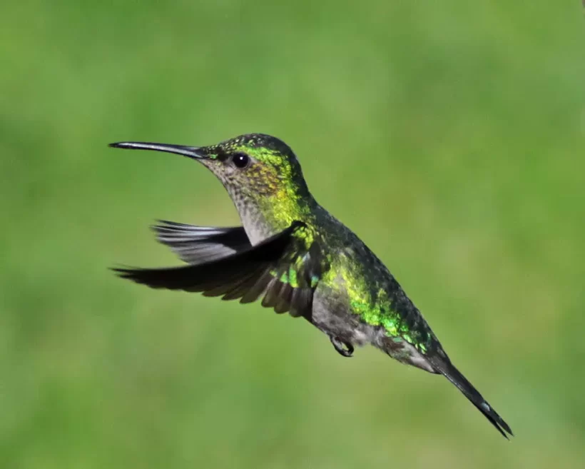 Beija-flor-de-banda-branca