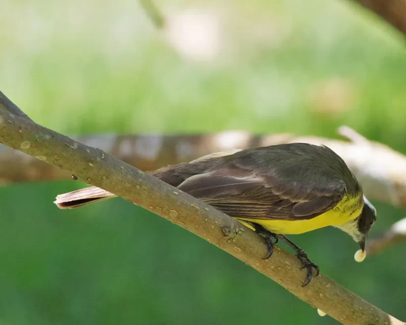 Bentevizinho-de-penacho-vermelho