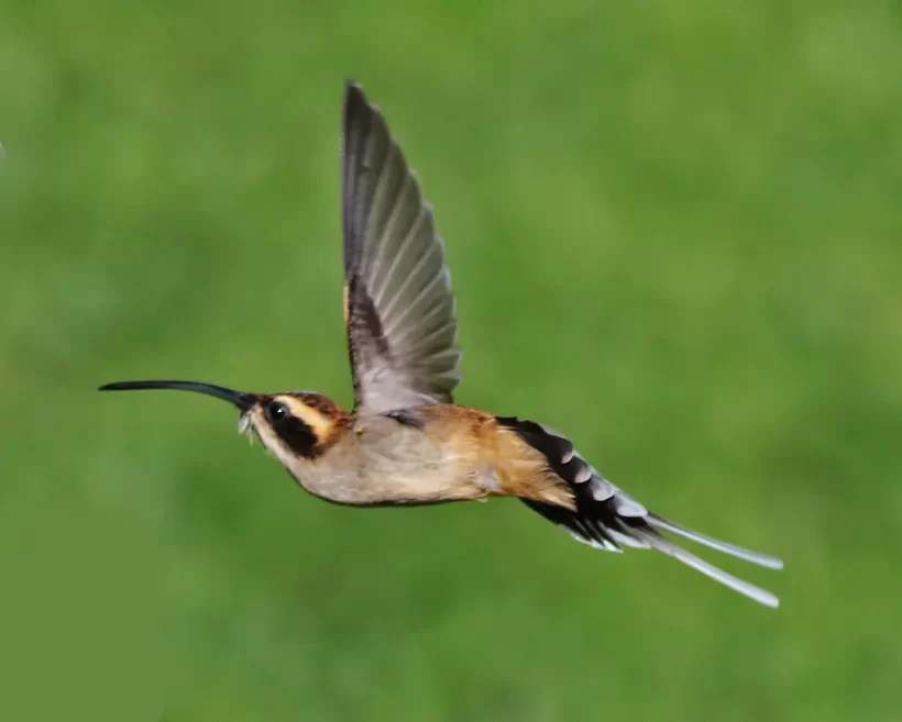 Rabo-branco-acanelado