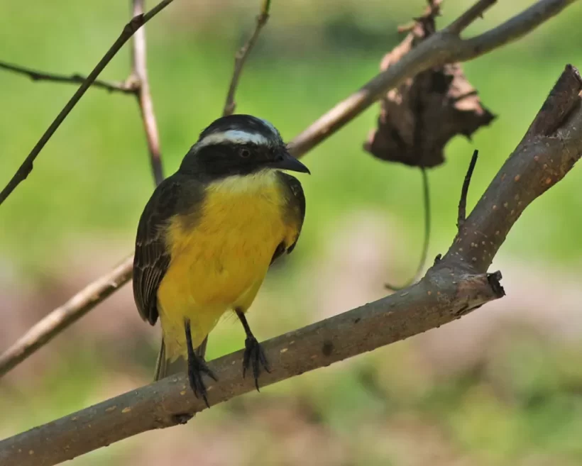 Bentevizinho-de-penacho-vermelho