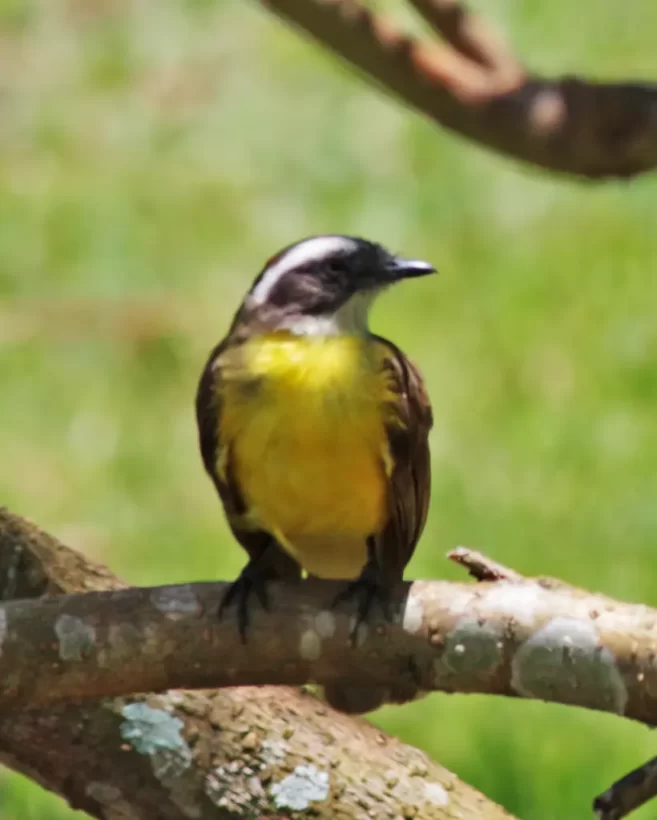 Bentevizinho-de-penacho-vermelho