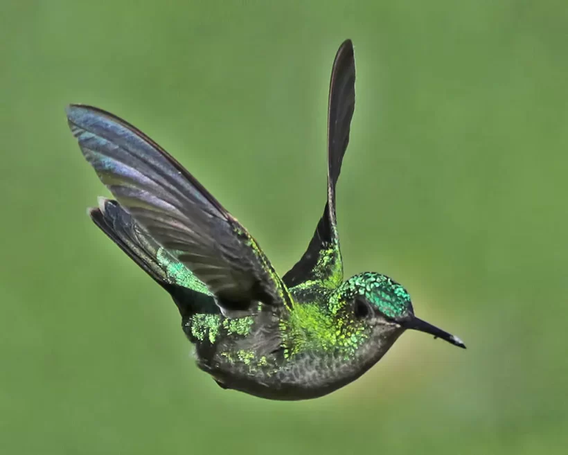 Beija-flor-de-banda-branca