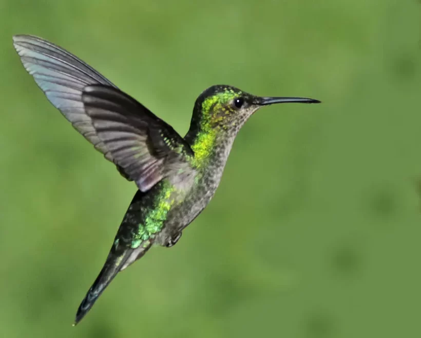 Beija-flor-de-banda-branca
