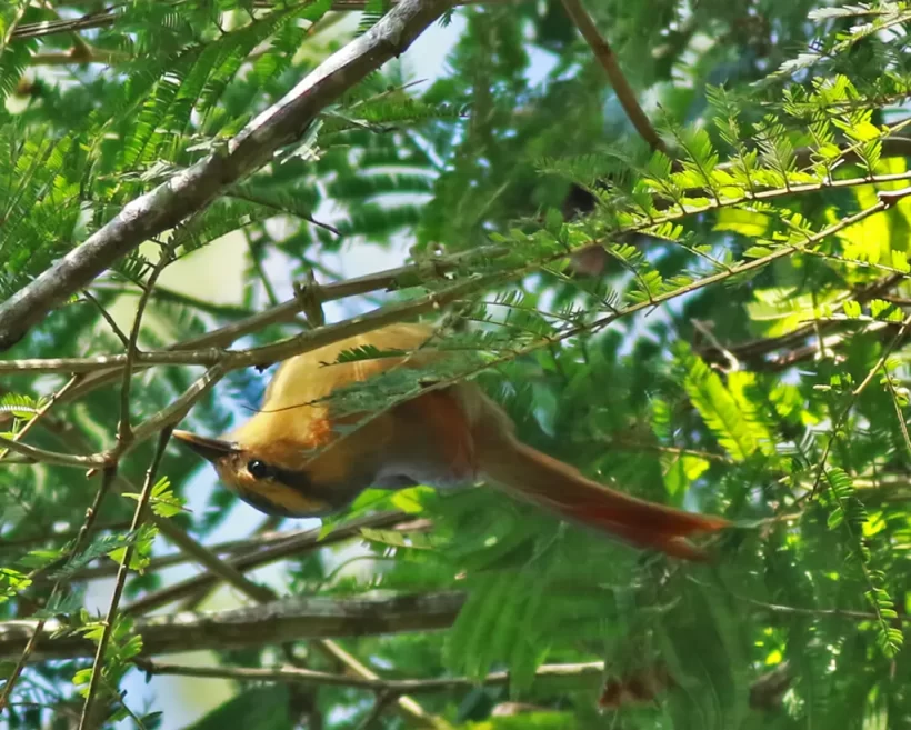 Limpa-folha-de-testa-baia