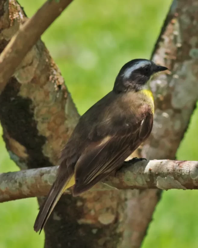 Bentevizinho-de-penacho-vermelho