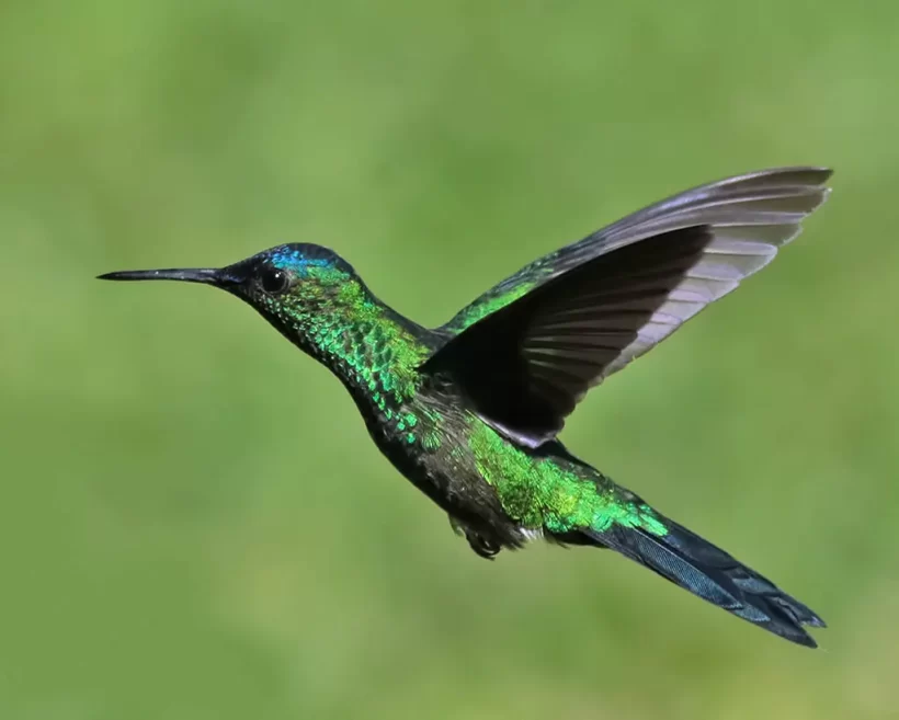 Beija-flor-de-fronte-violeta