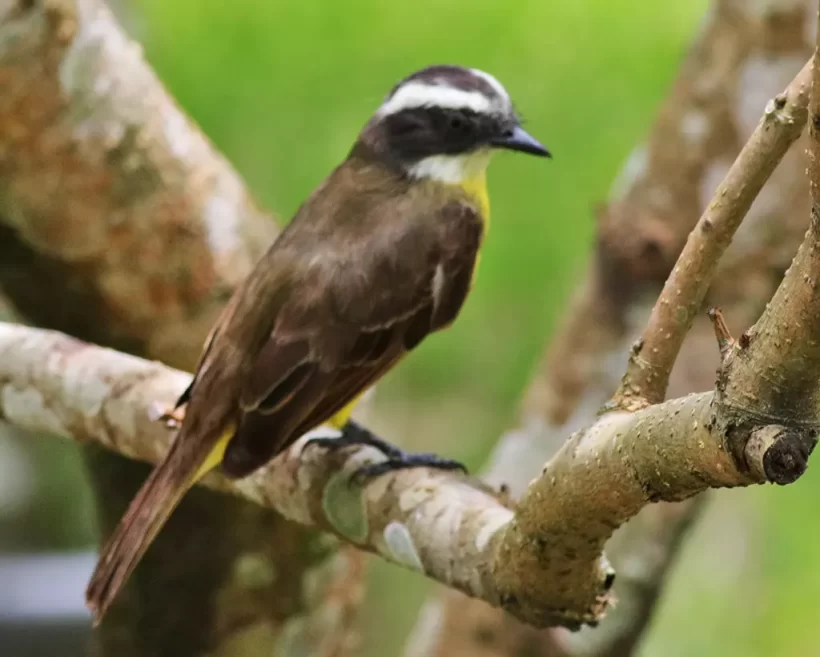 Bentevizinho-de-penacho-vermelho