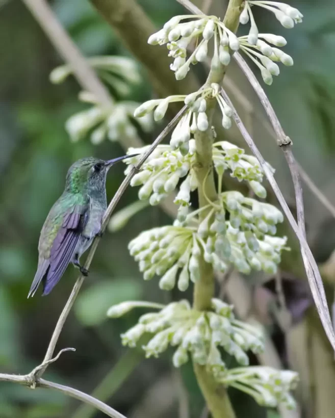 Beija-flor-de-banda-branca