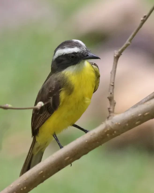 Bentevizinho-de-penacho-vermelho