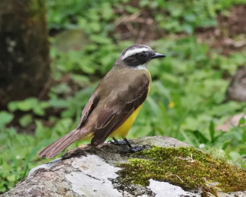 Bentevizinho-de-penacho-vermelho
