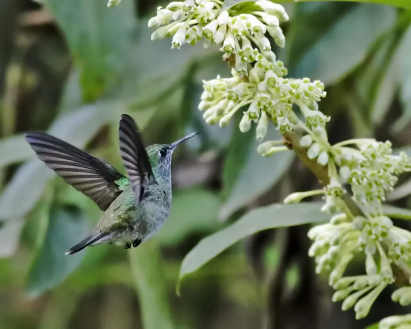 Beija-flor-de-banda-branca