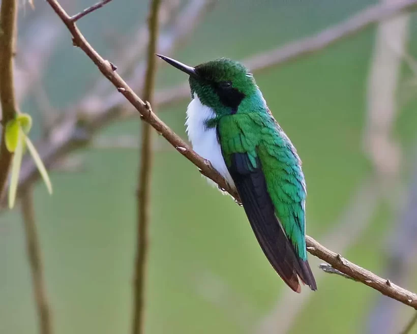 Beija-flor-de-bochecha-azul
