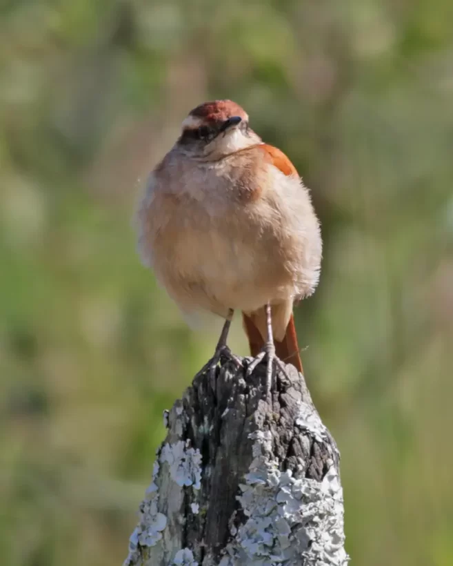Casaca-de-couro-da-lama