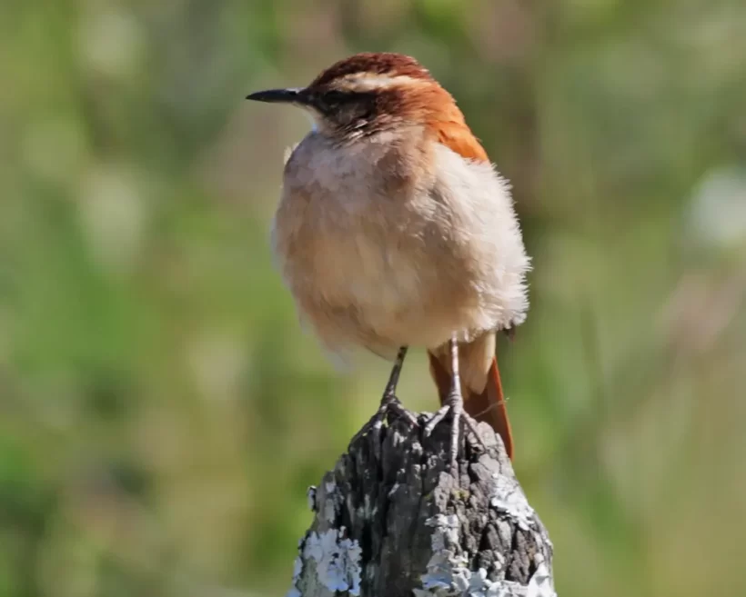 Casaca-de-couro-da-lama