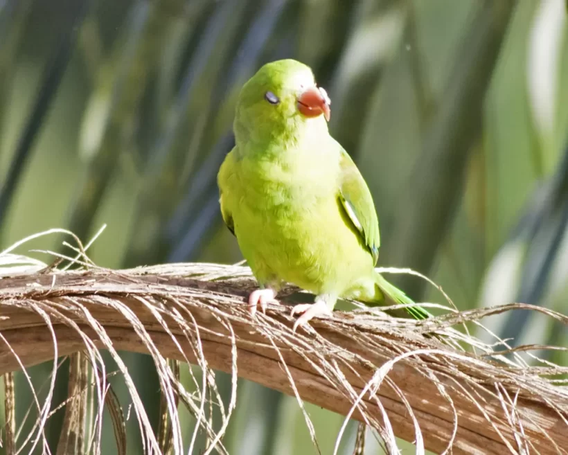 Periquito-rico