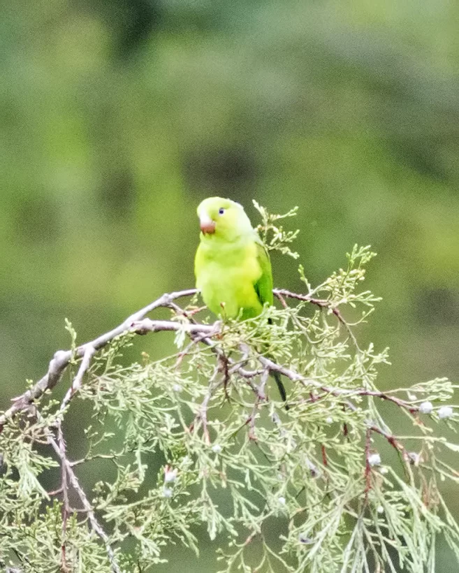 Periquito-rico