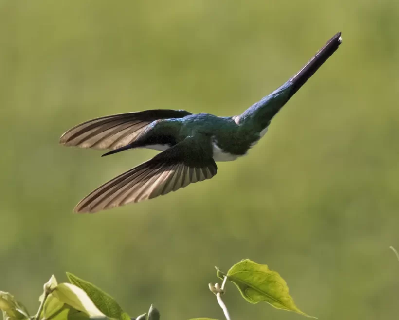 Beija-flor-de-bochecha-azul