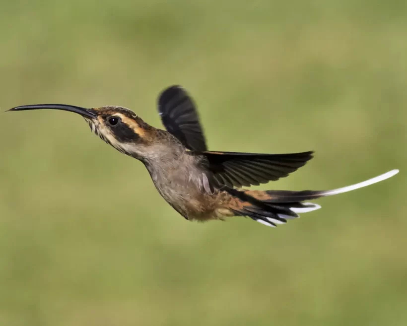 Rabo-branco-acanelado