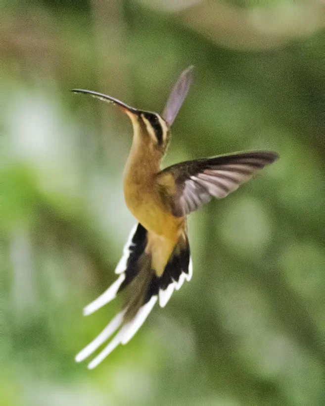 Rabo-branco-acanelado