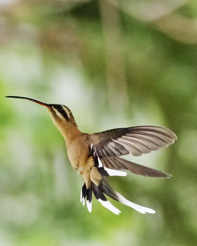 Rabo-branco-acanelado