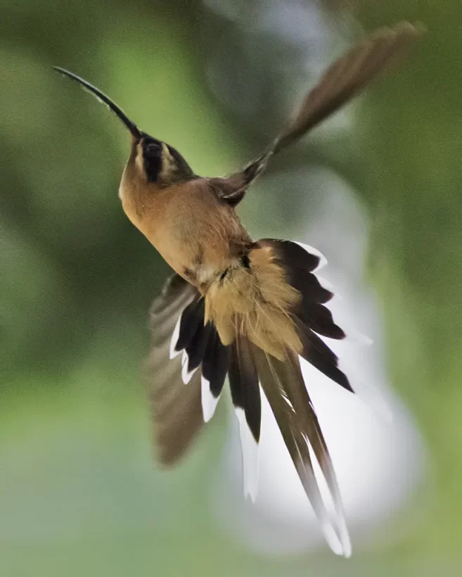 Rabo-branco-acanelado