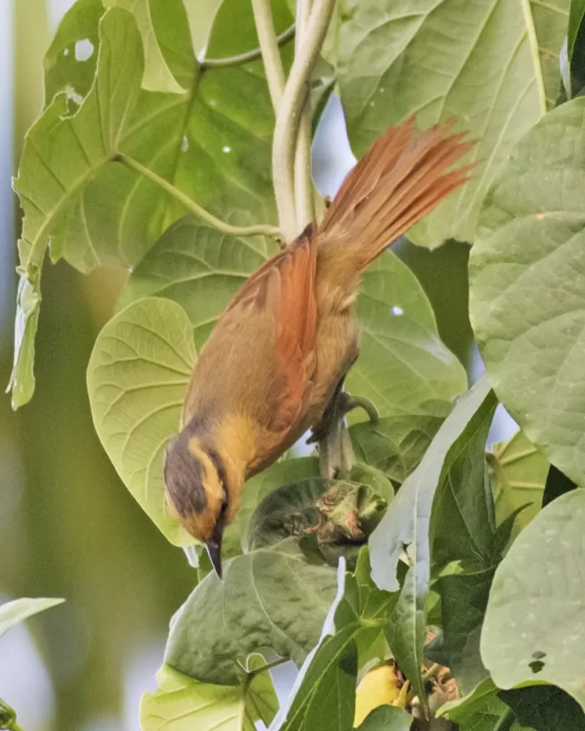 Limpa-folha-de-testa-baia
