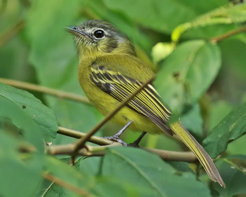 Bico-chato-de-orelha-preta