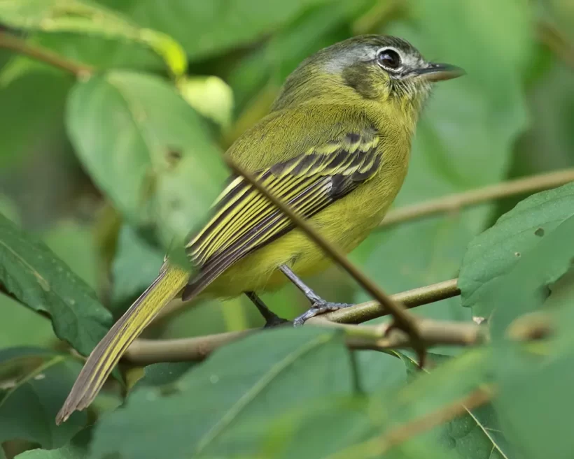 Bico-chato-de-orelha-preta